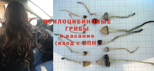трава Корсаков