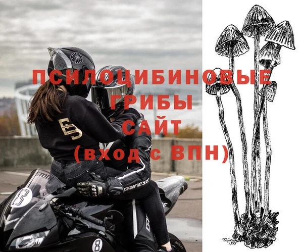 трава Корсаков